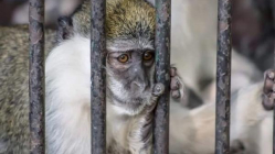 أول دولة عربية تستعد لعزل المصابين بفيروس “جدري القرود”